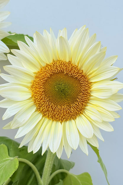 Solsikke 'Pro Cut White Lite F1' - frø - 1-årige sommerblomster - til din skærehave her vist på billede 6 fra Frk. Grønt