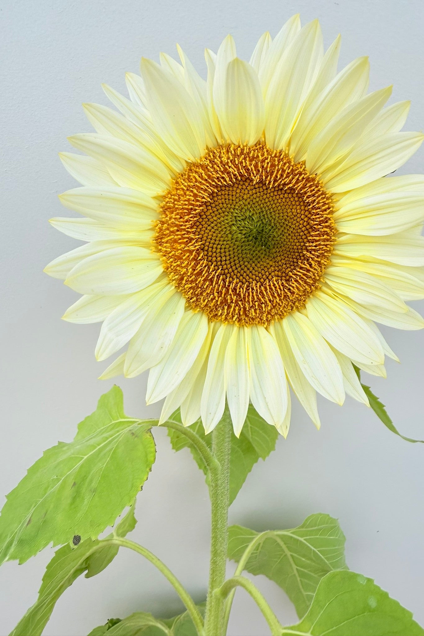 Solsikke 'Pro Cut White Lite F1' - frø - 1-årige sommerblomster - til din skærehave her vist på billede 7 fra Frk. Grønt