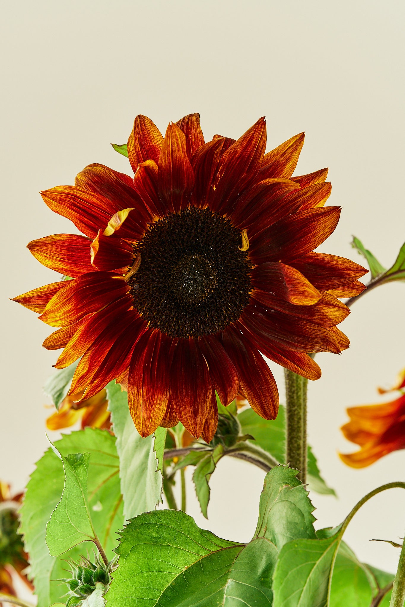Solsikke 'Ruby F1' - frø - 1-årige sommerblomster - til din skærehave her vist på billede 1 fra Frk. Grønt