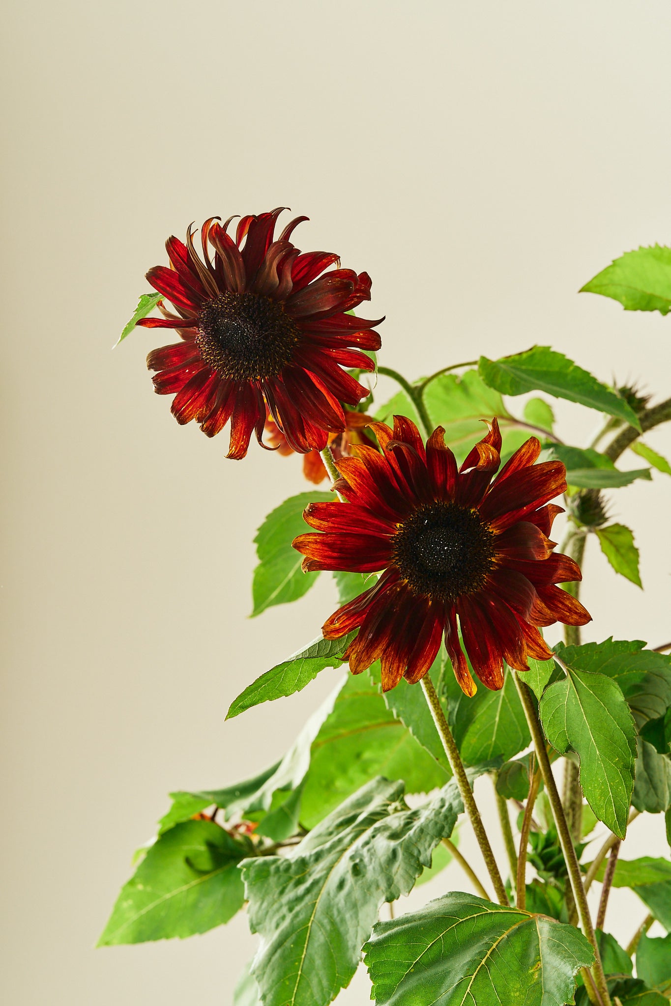 Solsikke 'Ruby F1' - frø - 1-årige sommerblomster - til din skærehave her vist på billede 2 fra Frk. Grønt