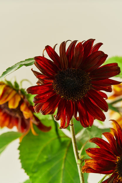 Solsikke 'Ruby F1' - frø - 1-årige sommerblomster - til din skærehave her vist på billede 3 fra Frk. Grønt