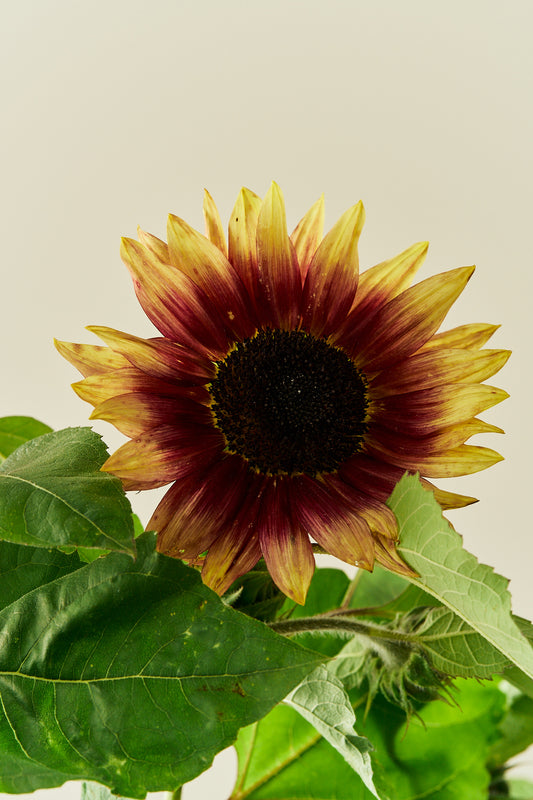 Solsikke 'Summer Lovin' - frø - 1-årige sommerblomster - til din skærehave her vist på billede 2 fra Frk. Grønt