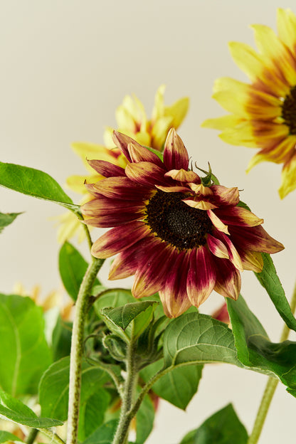 Solsikke 'Summer Lovin' - frø - 1-årige sommerblomster - til din skærehave her vist på billede 3 fra Frk. Grønt