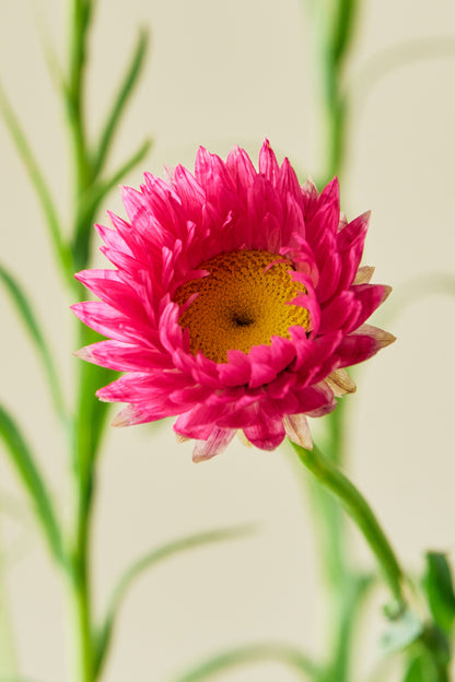 Solvinge 'Brilliant Rose' - frø - 1-årige sommerblomster - til din skærehave her vist på billede 1 fra Frk. Grønt