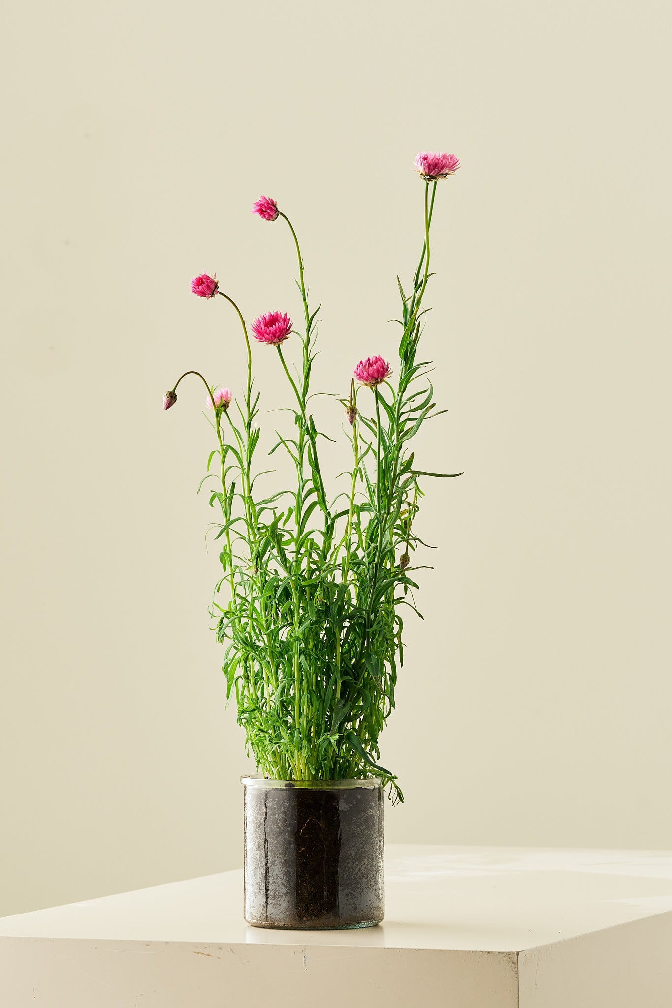 Solvinge 'Brilliant Rose' - frø - 1-årige sommerblomster - til din skærehave her vist på billede 2 fra Frk. Grønt