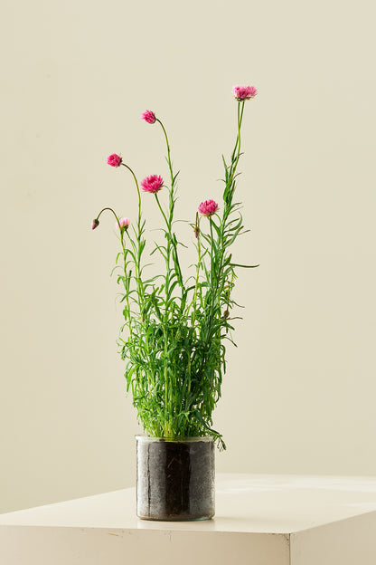 Solvinge 'Brilliant Rose' - frø - 1-årige sommerblomster - til din skærehave her vist på billede 2 fra Frk. Grønt