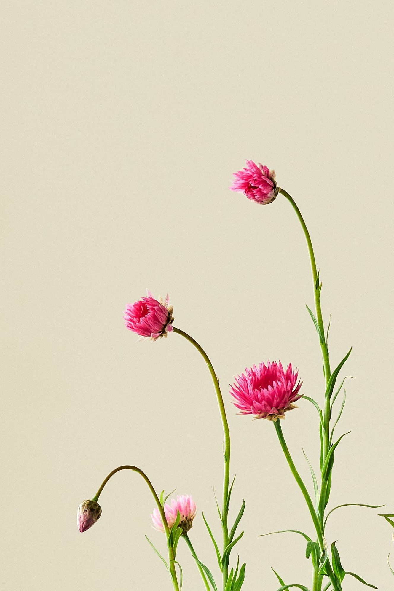 Solvinge 'Brilliant Rose' - frø - 1-årige sommerblomster - til din skærehave her vist på billede 3 fra Frk. Grønt