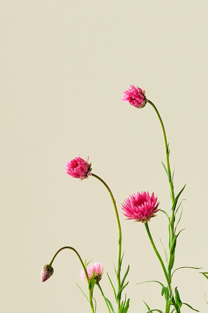 Solvinge 'Brilliant Rose' - frø - 1-årige sommerblomster - til din skærehave her vist på billede 3 fra Frk. Grønt