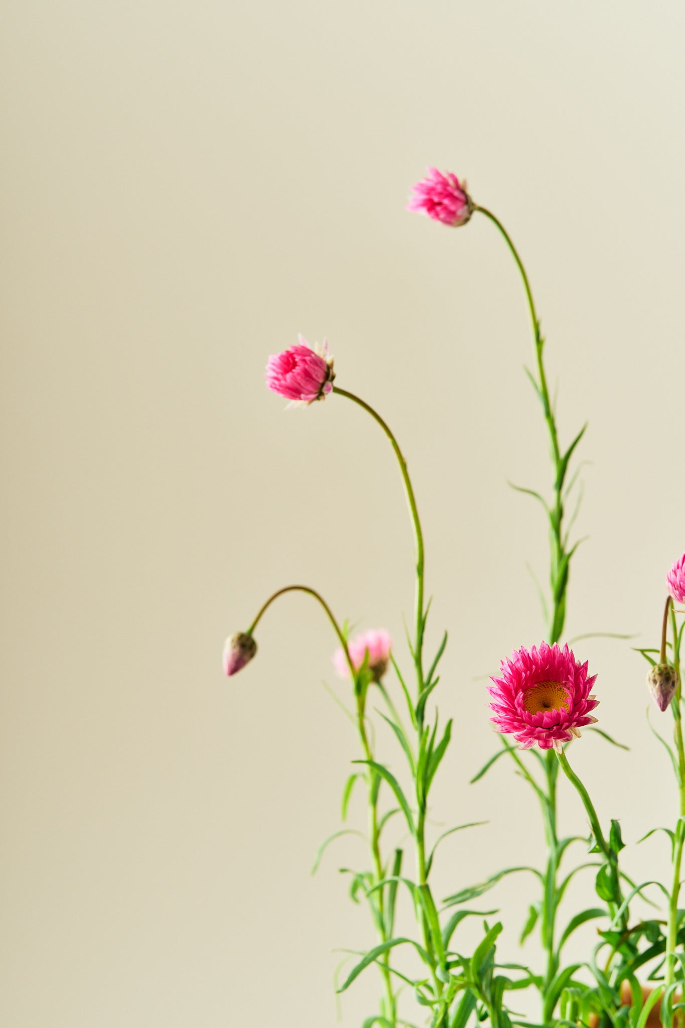 Solvinge 'Brilliant Rose' - frø - 1-årige sommerblomster - til din skærehave her vist på billede 4 fra Frk. Grønt