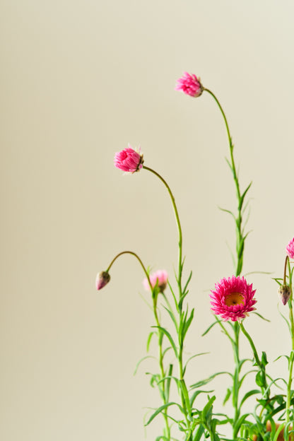 Solvinge 'Brilliant Rose' - frø - 1-årige sommerblomster - til din skærehave her vist på billede 4 fra Frk. Grønt
