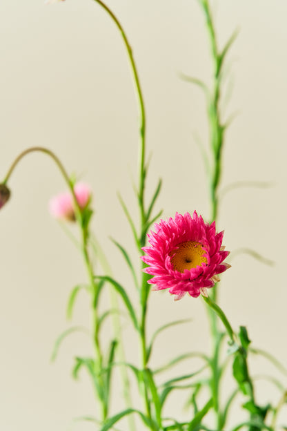 Solvinge 'Brilliant Rose' - frø - 1-årige sommerblomster - til din skærehave her vist på billede 5 fra Frk. Grønt