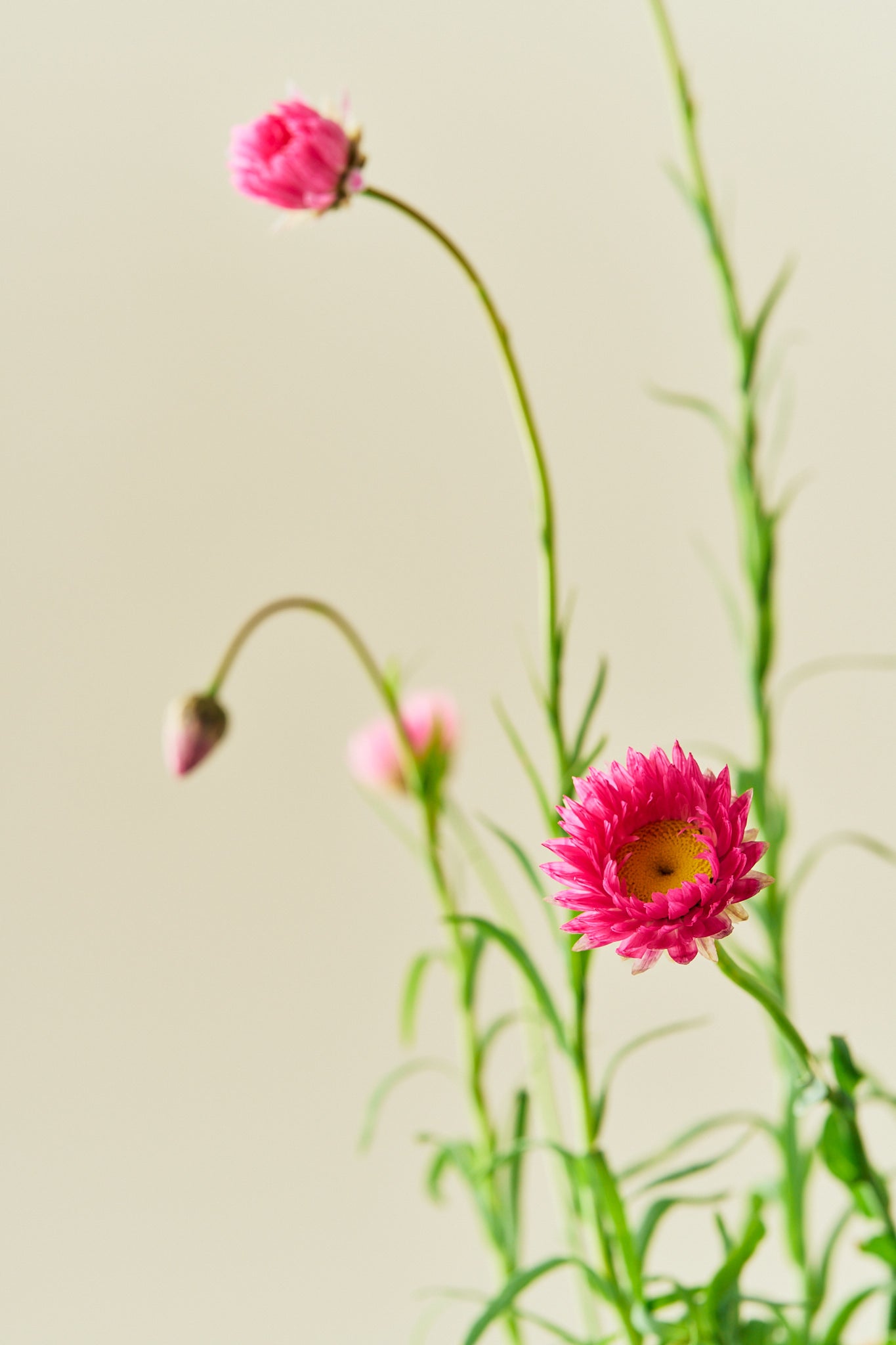 Solvinge 'Brilliant Rose' - frø - 1-årige sommerblomster - til din skærehave her vist på billede 6 fra Frk. Grønt