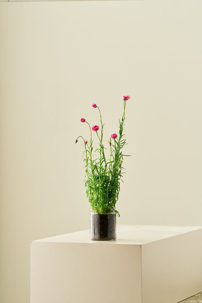 Solvinge 'Brilliant Rose' - frø - 1-årige sommerblomster - til din skærehave her vist på billede 7 fra Frk. Grønt