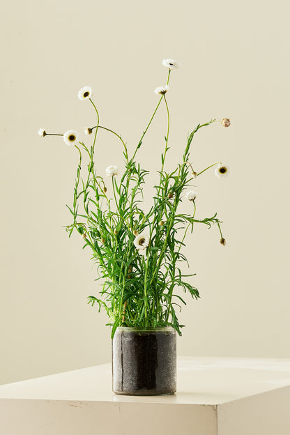 Solvinge 'White' - frø - 1-årige sommerblomster - til din skærehave her vist på billede 1 fra Frk. Grønt