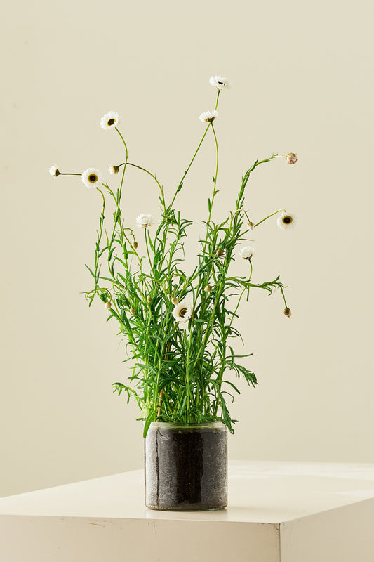 Solvinge 'White' - frø - 1-årige sommerblomster - til din skærehave her vist på billede 1 fra Frk. Grønt