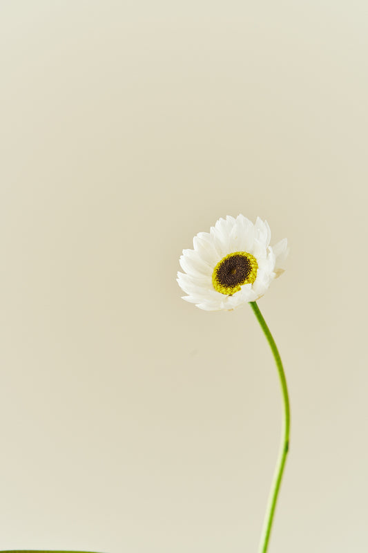 Solvinge 'White' - frø - 1-årige sommerblomster - til din skærehave her vist på billede 2 fra Frk. Grønt