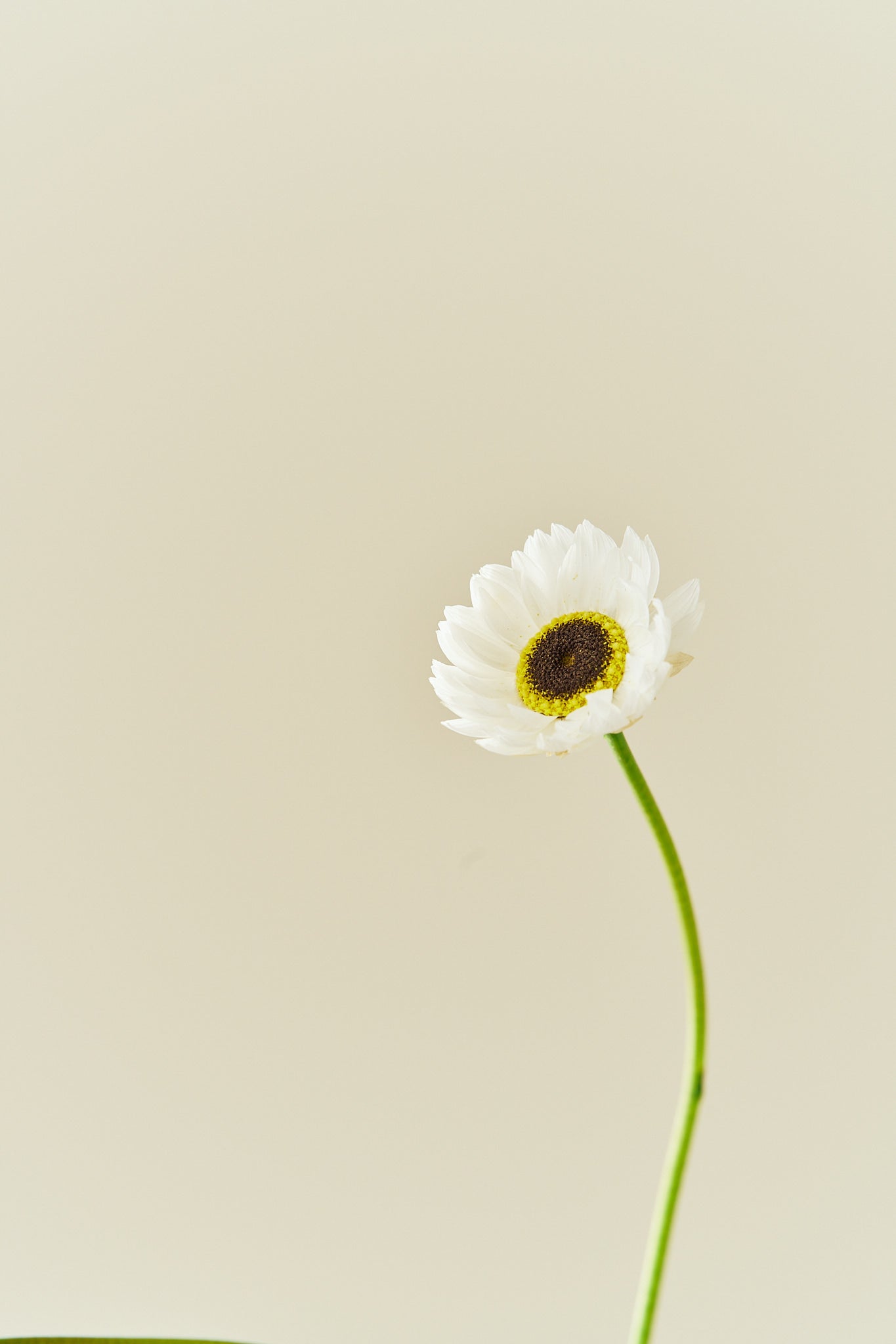 Solvinge 'White' - frø - 1-årige sommerblomster - til din skærehave her vist på billede 2 fra Frk. Grønt