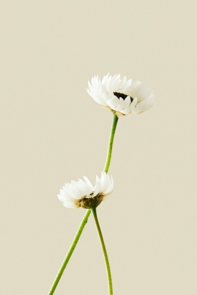 Solvinge 'White' - frø - 1-årige sommerblomster - til din skærehave her vist på billede 3 fra Frk. Grønt