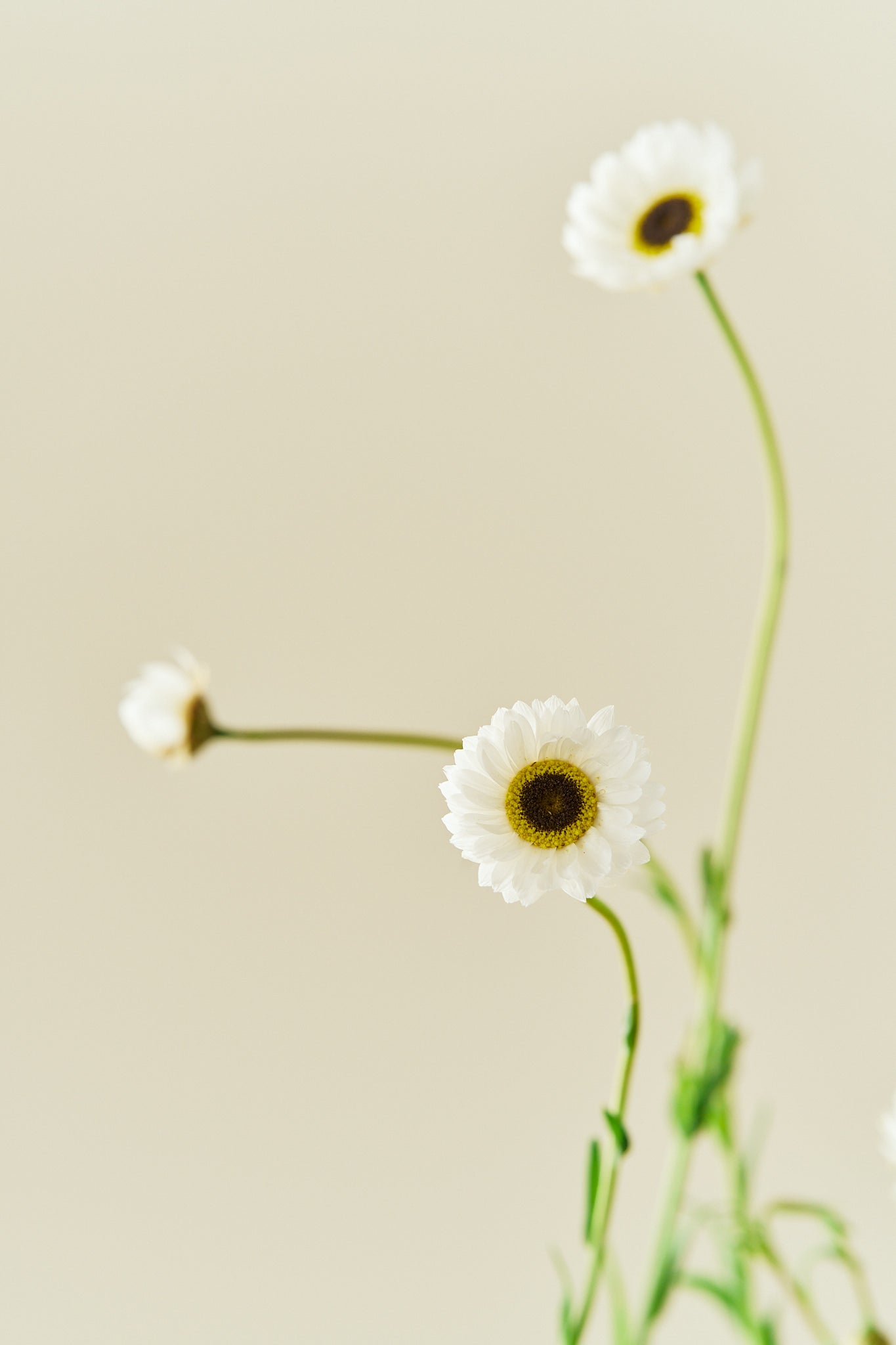 Solvinge 'White' - frø - 1-årige sommerblomster - til din skærehave her vist på billede 5 fra Frk. Grønt