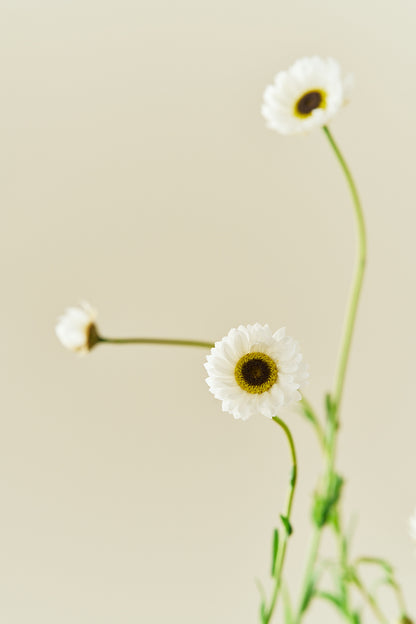 Solvinge 'White' - frø - 1-årige sommerblomster - til din skærehave her vist på billede 5 fra Frk. Grønt