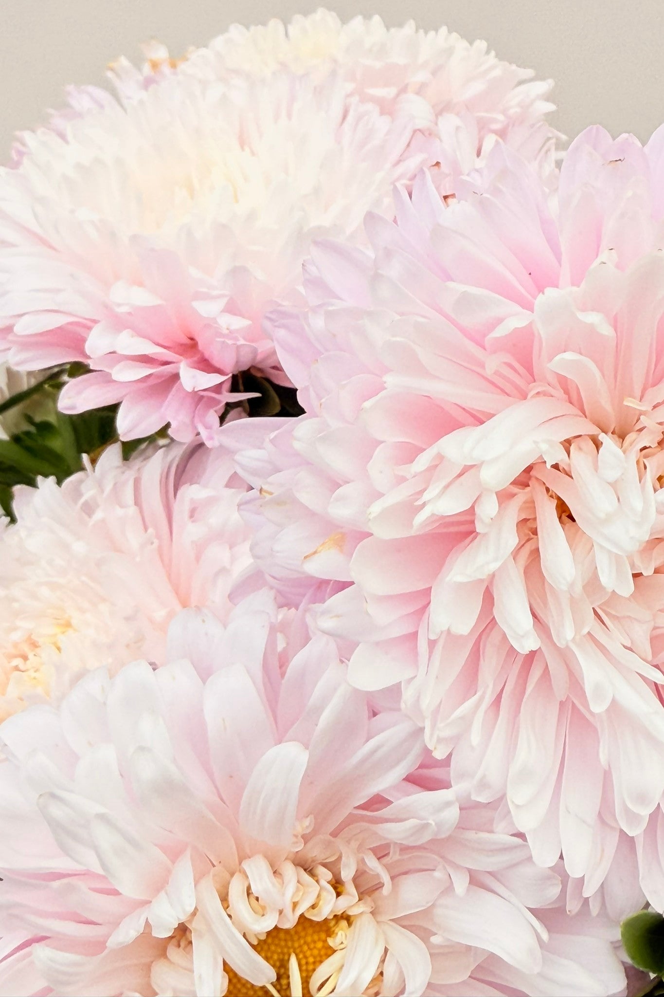 Sommerasters 'King Size Appleblossom' - frø - 1-årige sommerblomster - til din skærehave her vist på billede 1 fra Frk. Grønt