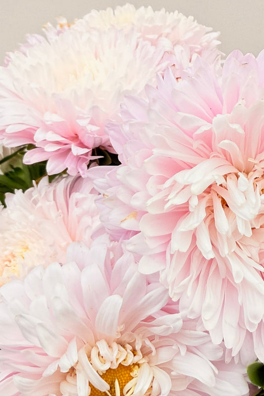 Sommerasters 'King Size Appleblossom' - frø - 1-årige sommerblomster - til din skærehave her vist på billede 1 fra Frk. Grønt