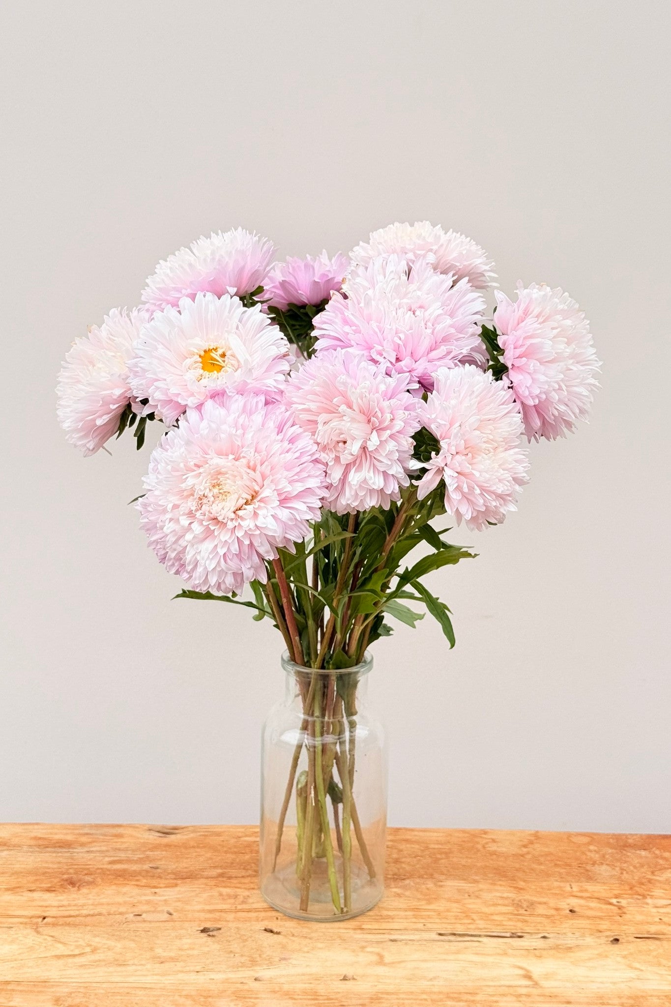 Sommerasters 'King Size Appleblossom' - frø - 1-årige sommerblomster - til din skærehave her vist på billede 10 fra Frk. Grønt