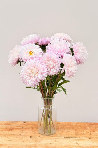 Sommerasters 'King Size Appleblossom' - frø - 1-årige sommerblomster - til din skærehave her vist på billede 10 fra Frk. Grønt