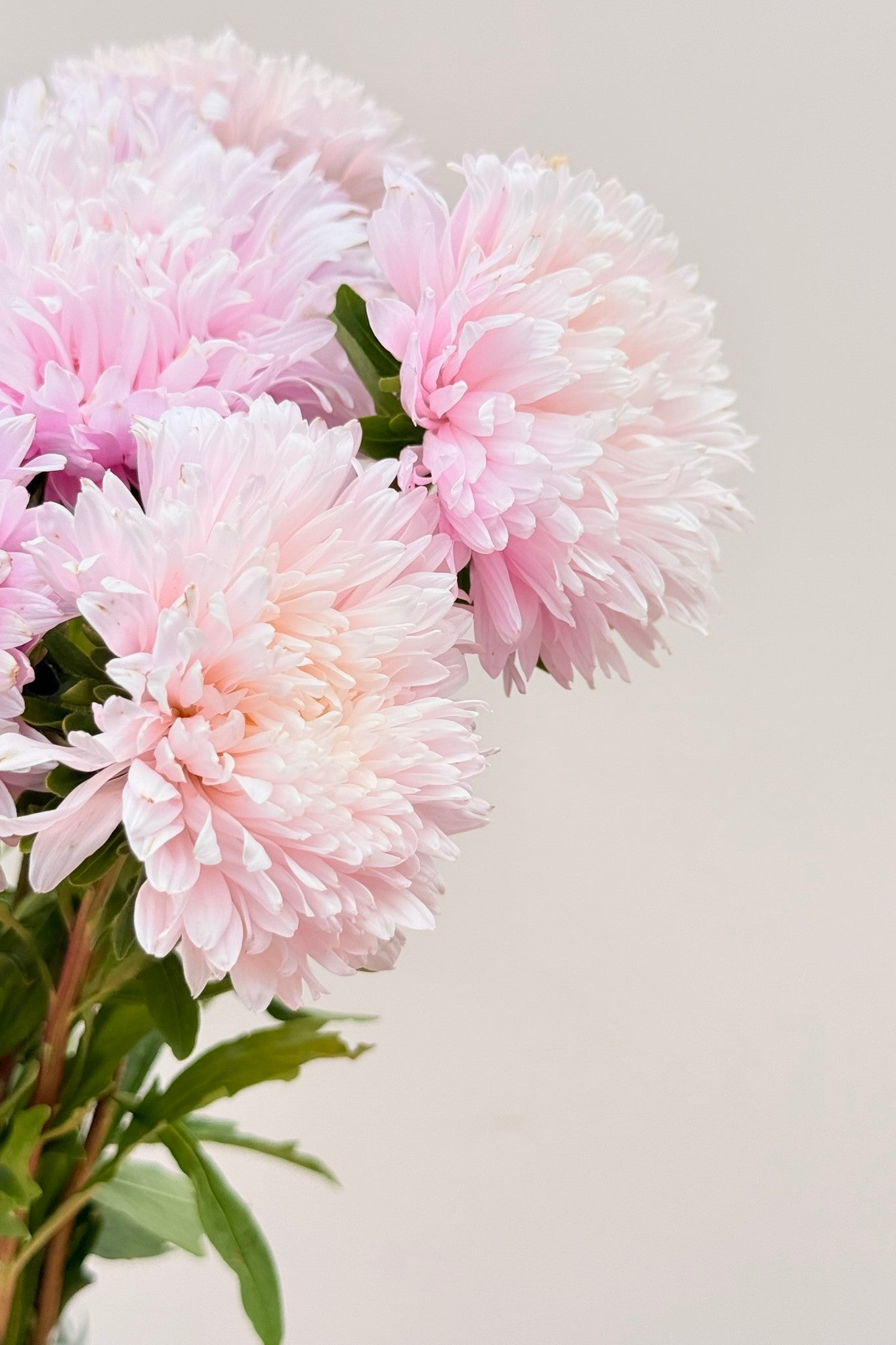 Sommerasters 'King Size Appleblossom' - frø - 1-årige sommerblomster - til din skærehave her vist på billede 11 fra Frk. Grønt