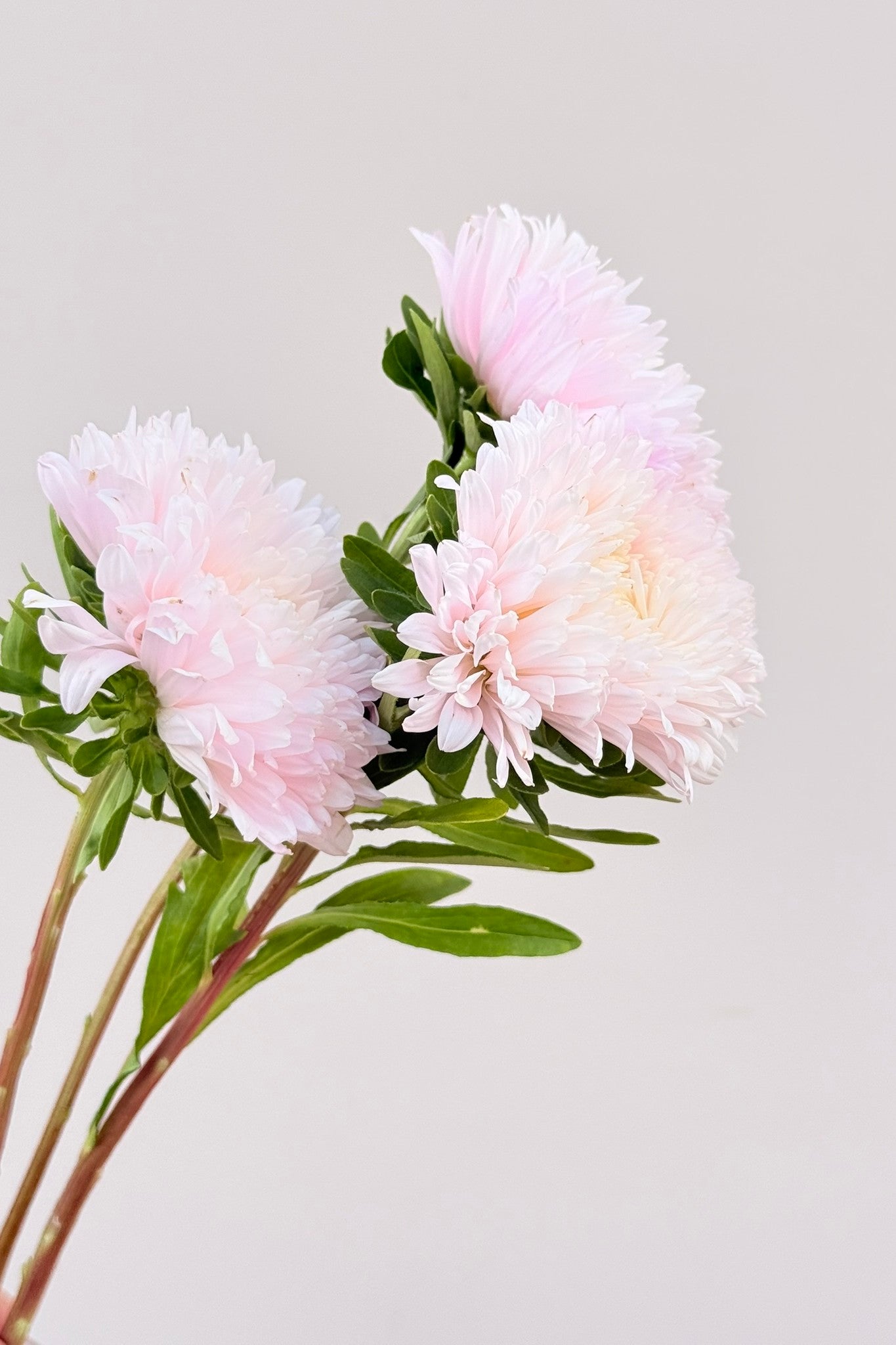 Sommerasters 'King Size Appleblossom' - frø - 1-årige sommerblomster - til din skærehave her vist på billede 2 fra Frk. Grønt