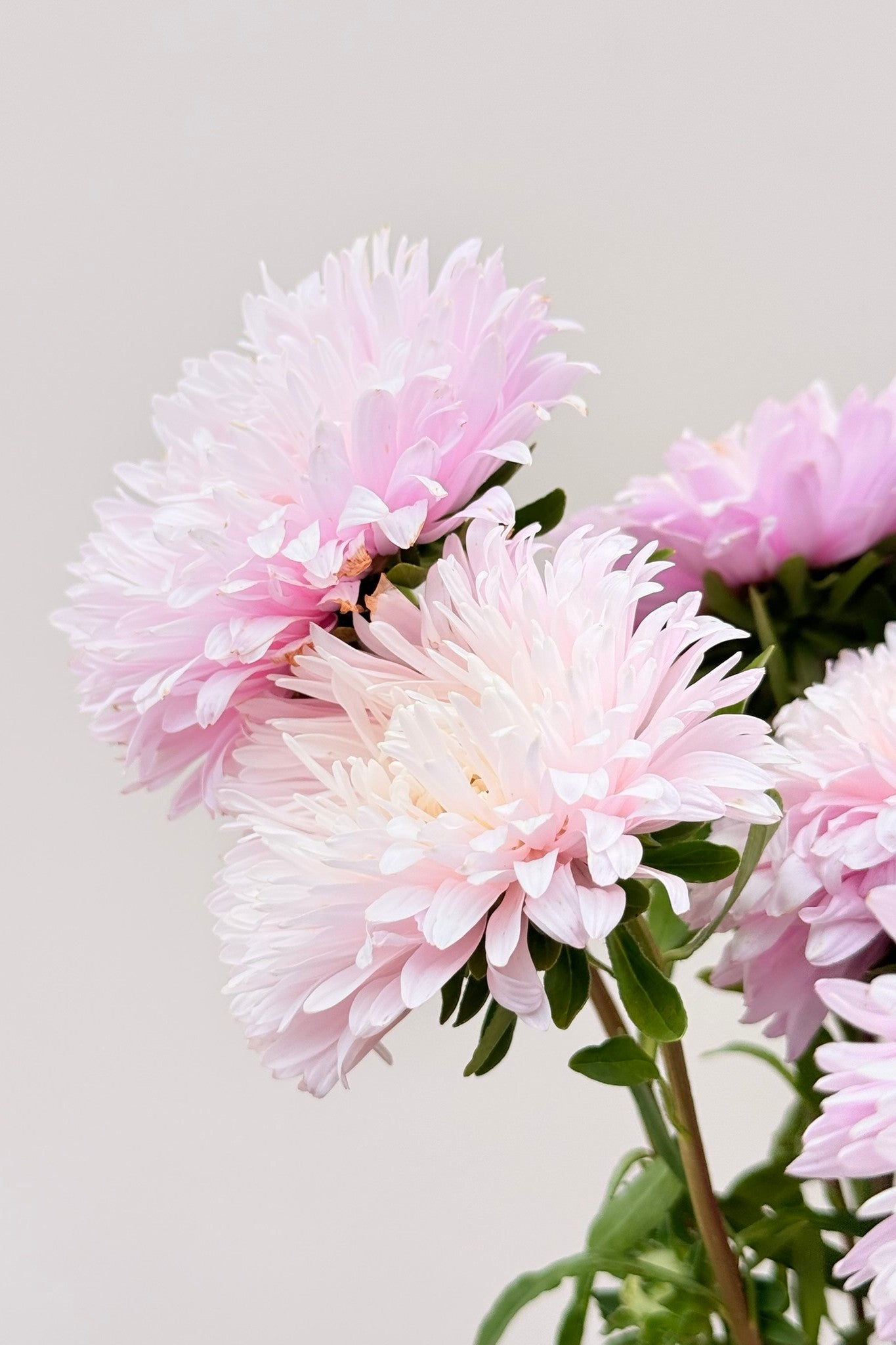 Sommerasters 'King Size Appleblossom' - frø - 1-årige sommerblomster - til din skærehave her vist på billede 3 fra Frk. Grønt