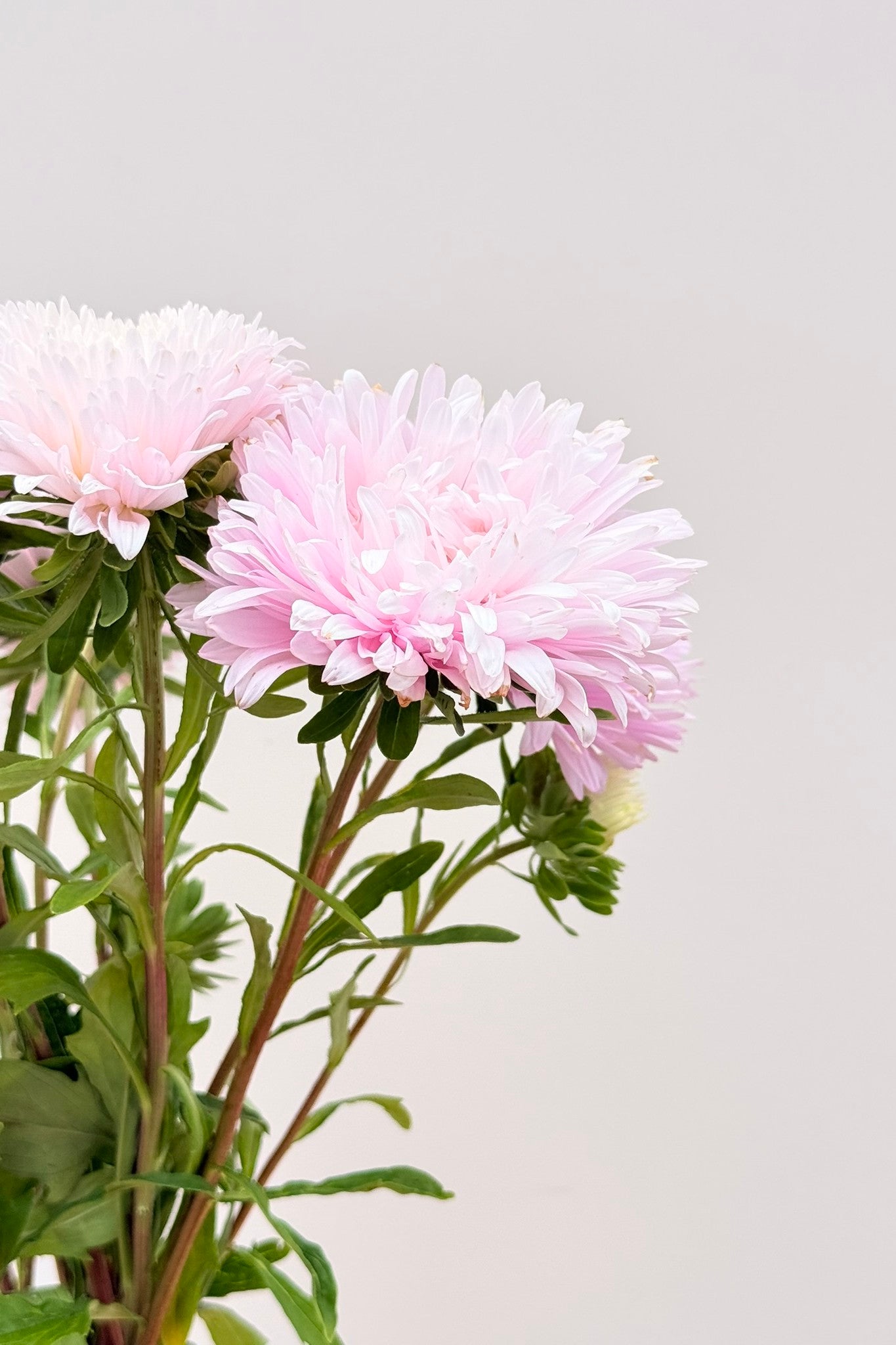 Sommerasters 'King Size Appleblossom' - frø - 1-årige sommerblomster - til din skærehave her vist på billede 4 fra Frk. Grønt