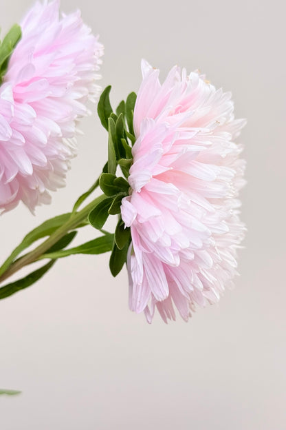 Sommerasters 'King Size Appleblossom' - frø - 1-årige sommerblomster - til din skærehave her vist på billede 5 fra Frk. Grønt