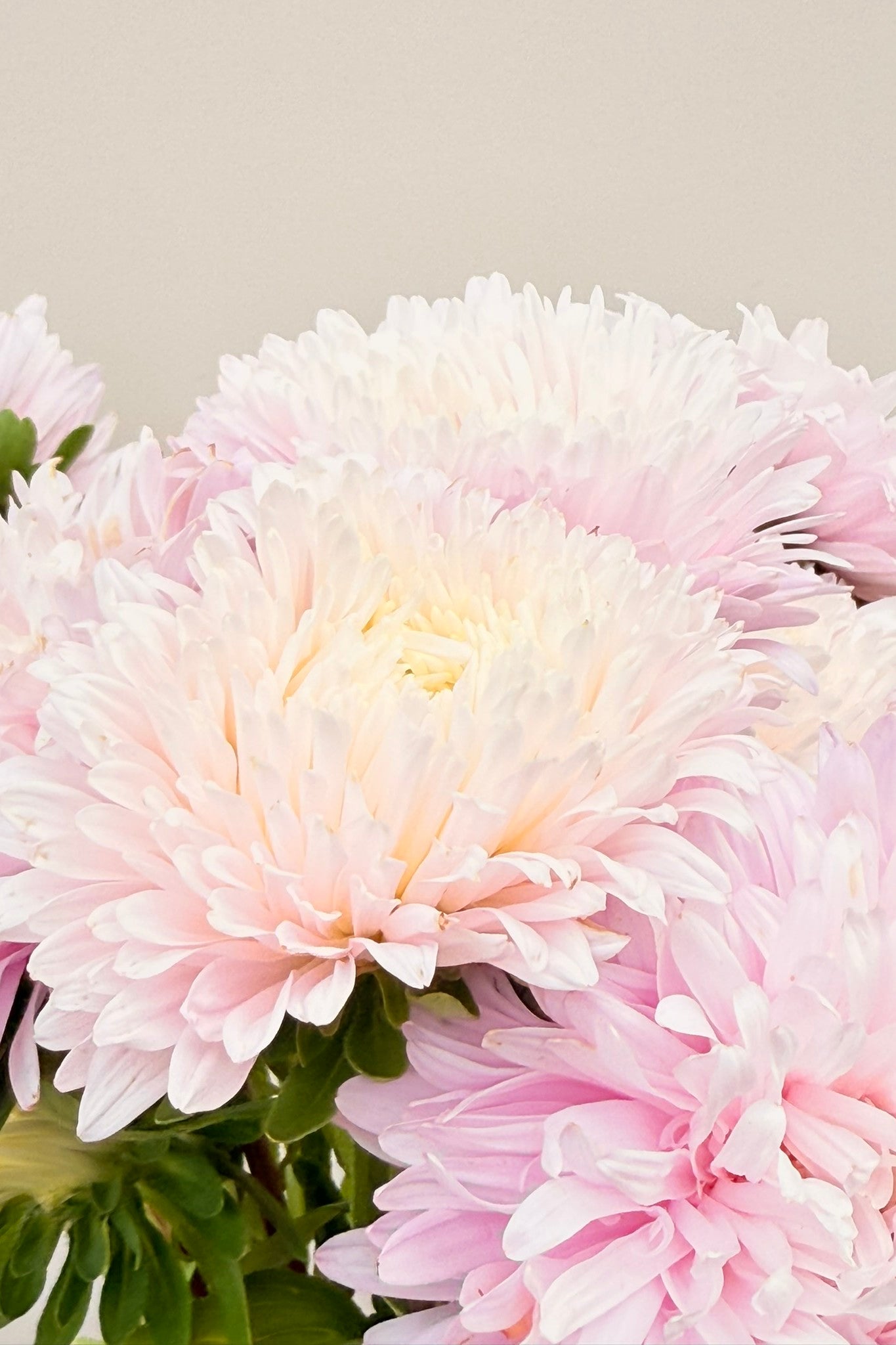 Sommerasters 'King Size Appleblossom' - frø - 1-årige sommerblomster - til din skærehave her vist på billede 6 fra Frk. Grønt