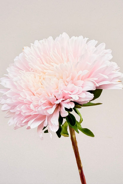 Sommerasters 'King Size Appleblossom' - frø - 1-årige sommerblomster - til din skærehave her vist på billede 7 fra Frk. Grønt