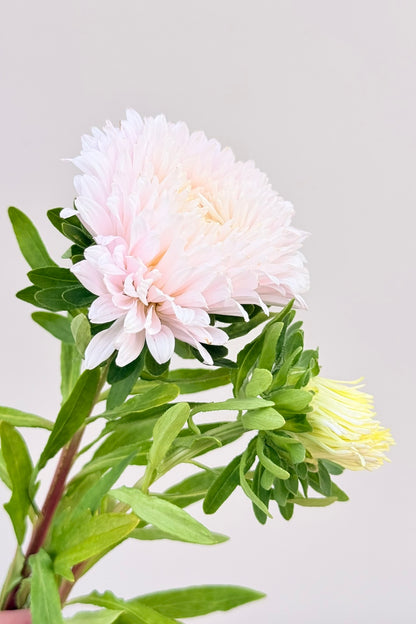 Sommerasters 'King Size Appleblossom' - frø - 1-årige sommerblomster - til din skærehave her vist på billede 8 fra Frk. Grønt