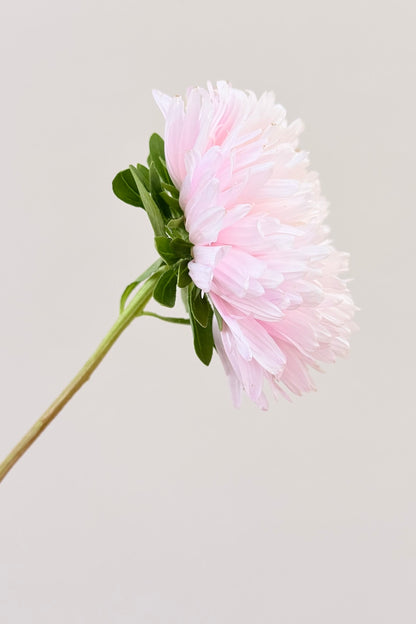 Sommerasters 'King Size Appleblossom' - frø - 1-årige sommerblomster - til din skærehave her vist på billede 9 fra Frk. Grønt