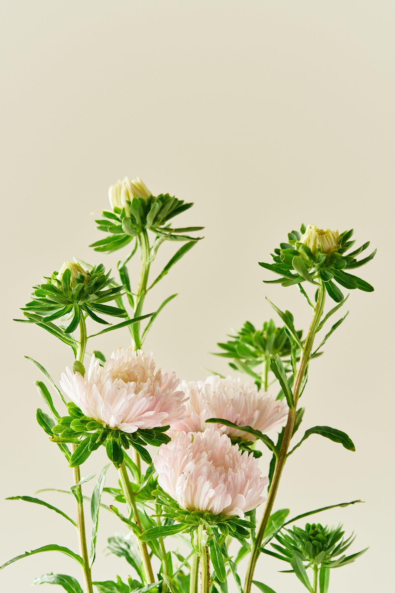 Sommerasters 'King Size Apricot' - frø - 1-årige sommerblomster - til din skærehave her vist på billede 1 fra Frk. Grønt