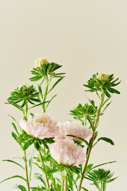 Sommerasters 'King Size Apricot' - frø - 1-årige sommerblomster - til din skærehave her vist på billede 1 fra Frk. Grønt