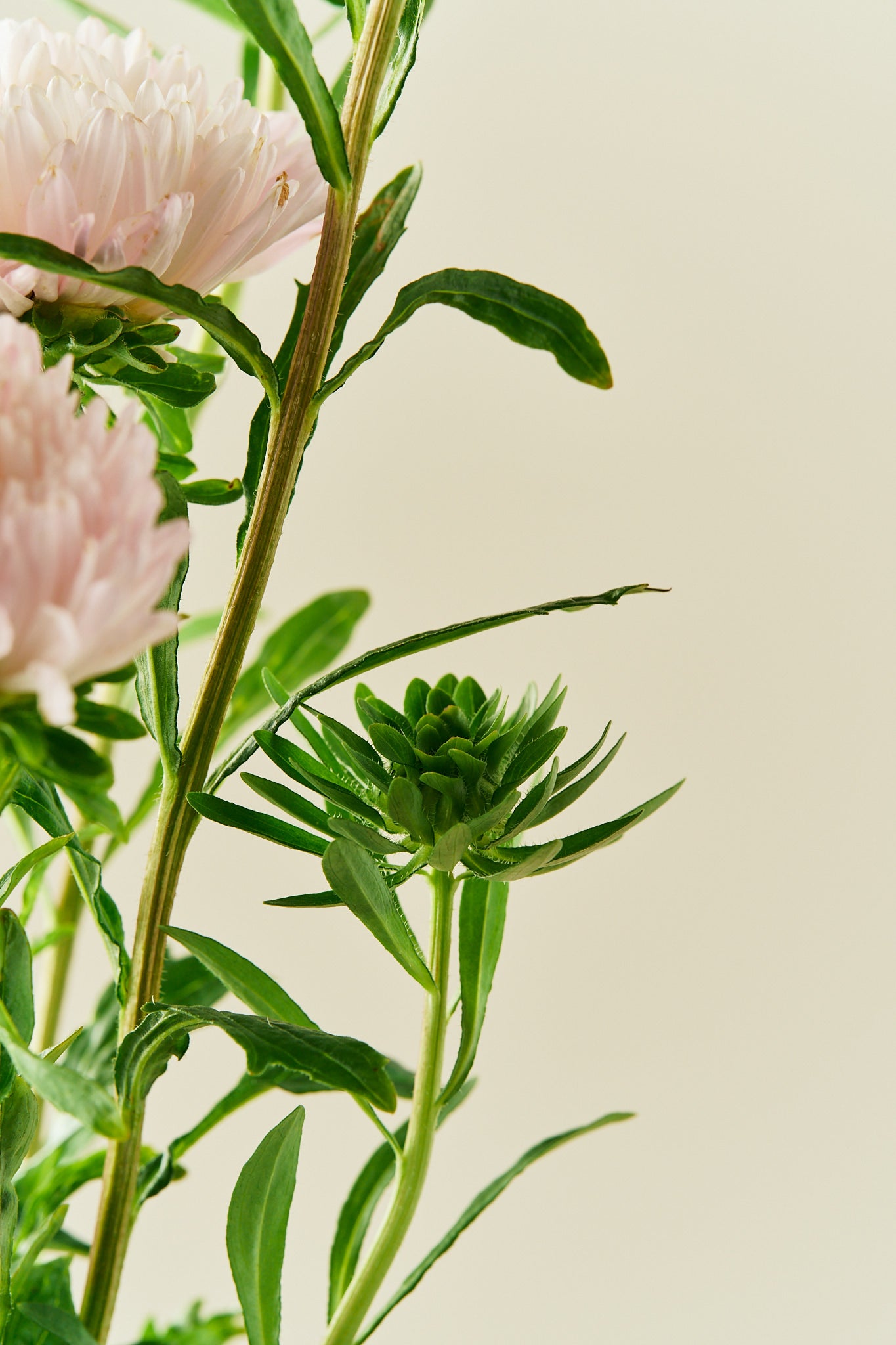 Sommerasters 'King Size Apricot' - frø - 1-årige sommerblomster - til din skærehave her vist på billede 2 fra Frk. Grønt