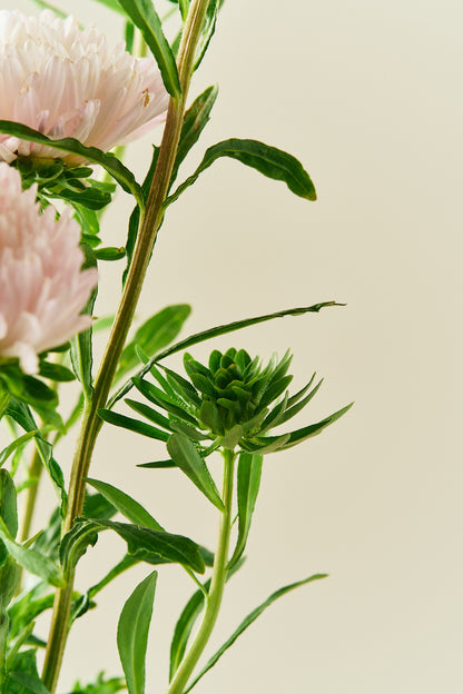 Sommerasters 'King Size Apricot' - frø - 1-årige sommerblomster - til din skærehave her vist på billede 2 fra Frk. Grønt