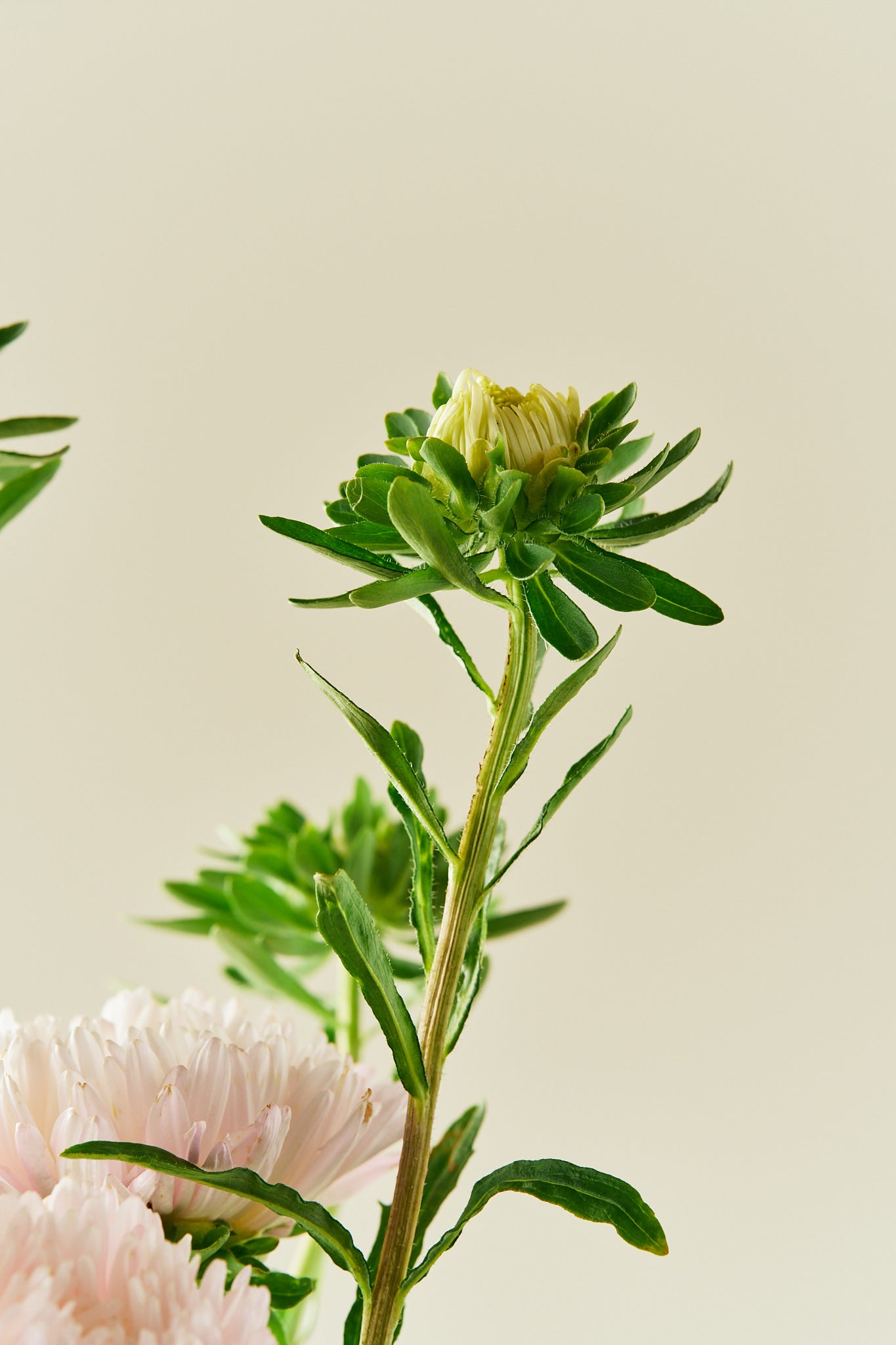 Sommerasters 'King Size Apricot' - frø - 1-årige sommerblomster - til din skærehave her vist på billede 3 fra Frk. Grønt