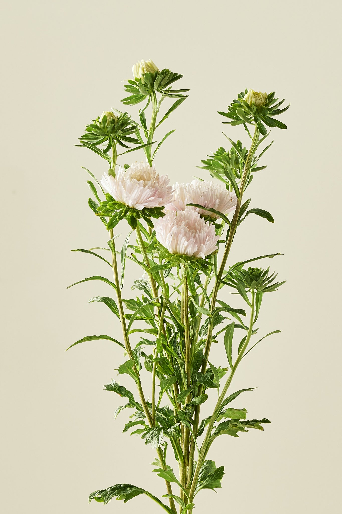 Sommerasters 'King Size Apricot' - frø - 1-årige sommerblomster - til din skærehave her vist på billede 4 fra Frk. Grønt