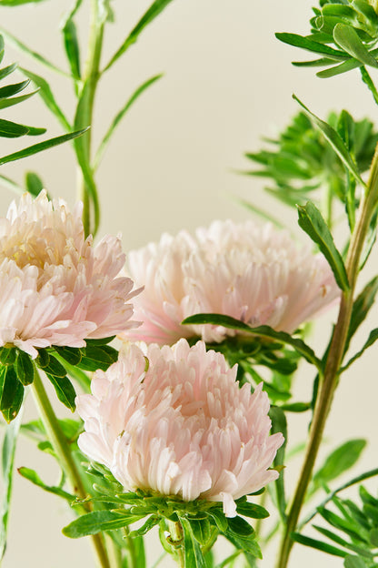 Sommerasters 'King Size Apricot' - frø - 1-årige sommerblomster - til din skærehave her vist på billede 5 fra Frk. Grønt