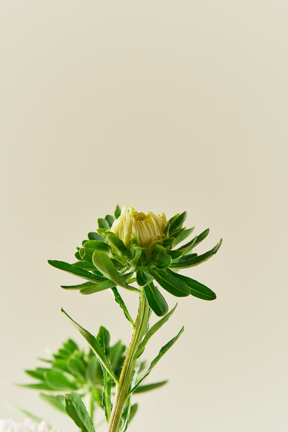 Sommerasters 'King Size Apricot' - frø - 1-årige sommerblomster - til din skærehave her vist på billede 6 fra Frk. Grønt