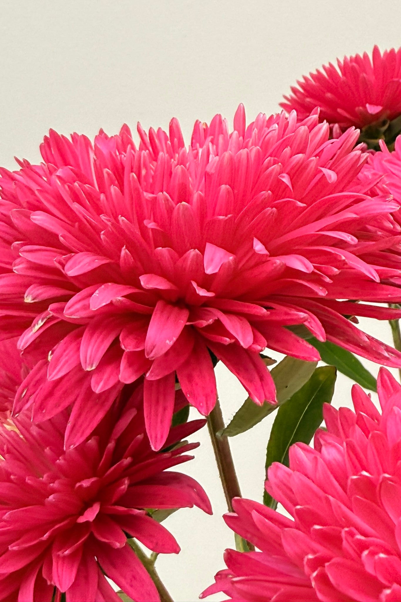 Sommerasters 'King Size Red' - frø - 1-årige sommerblomster - til din skærehave her vist på billede 1 fra Frk. Grønt