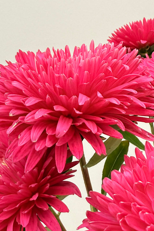 Sommerasters 'King Size Red' - frø - 1-årige sommerblomster - til din skærehave her vist på billede 1 fra Frk. Grønt