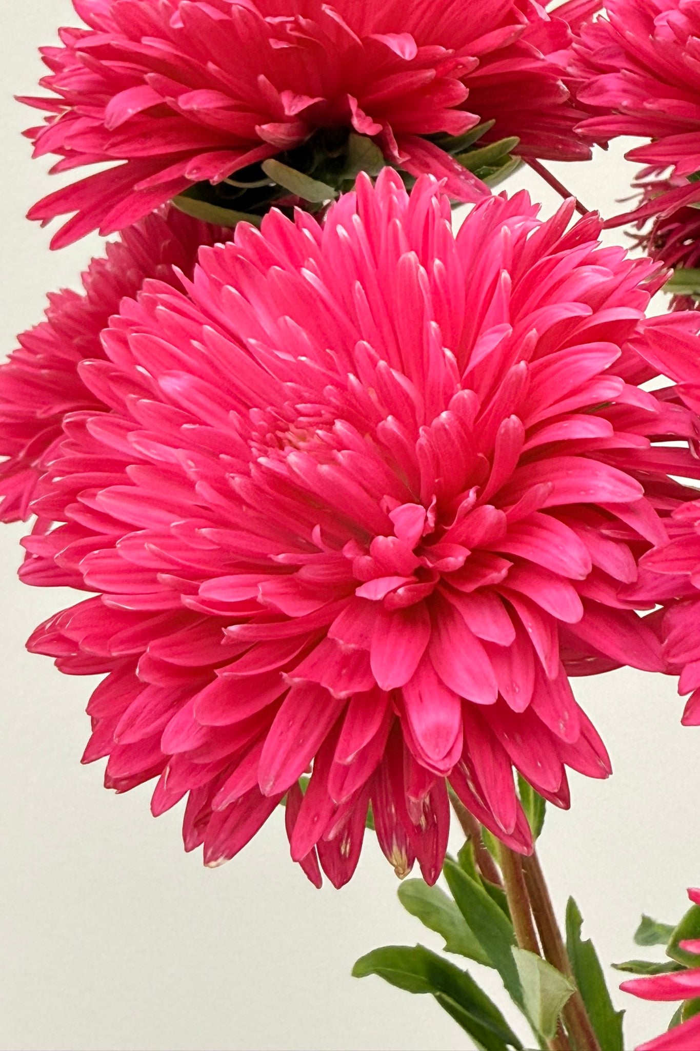 Sommerasters 'King Size Red' - frø - 1-årige sommerblomster - til din skærehave her vist på billede 10 fra Frk. Grønt