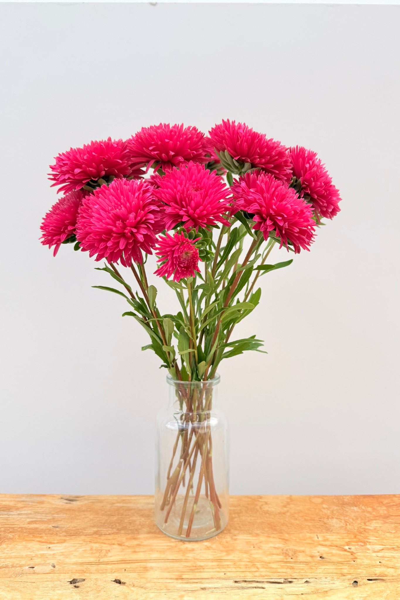 Sommerasters 'King Size Red' - frø - 1-årige sommerblomster - til din skærehave her vist på billede 2 fra Frk. Grønt