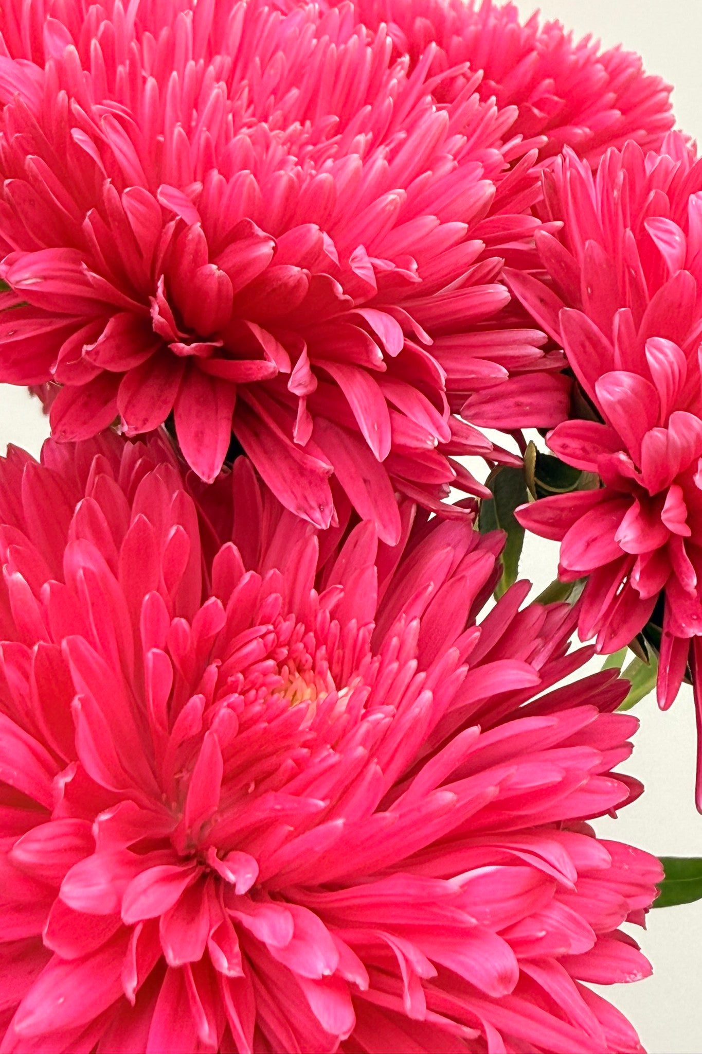 Sommerasters 'King Size Red' - frø - 1-årige sommerblomster - til din skærehave her vist på billede 3 fra Frk. Grønt